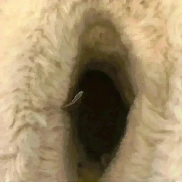 🌈 6/$60, Lamo Audrey, Leather Boots, Caramel, Size 3 - Picture 5 of 10